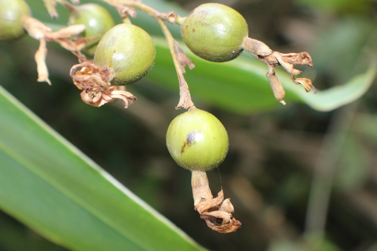 Alpinia nigra (Gaertn.) Burtt